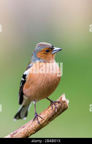 Maschio fringuello iniziare a guardare intelligente in fine inverno / primavera presto a metà del Galles Foto Stock