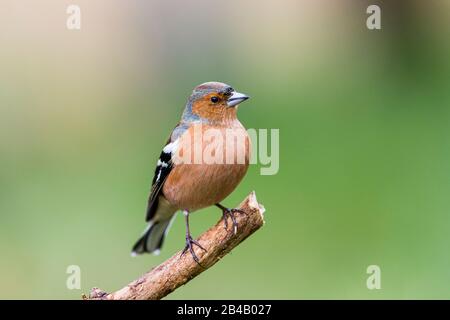 Maschio fringuello iniziare a guardare intelligente in fine inverno / primavera presto a metà del Galles Foto Stock