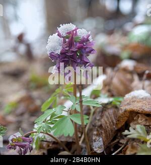 Viola corydalis fiore in polvere con neve. Foto Stock