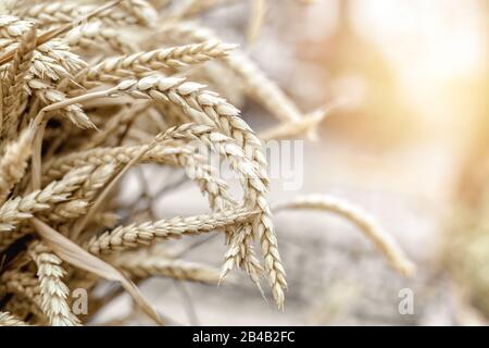 Orecchie di grano dorato da vicino. Bella scena rustica. Paesaggio Rurale Sotto La Luce Del Sole Di Shining. Messa a fuoco selettiva. Spazio di copia per la progettazione Foto Stock