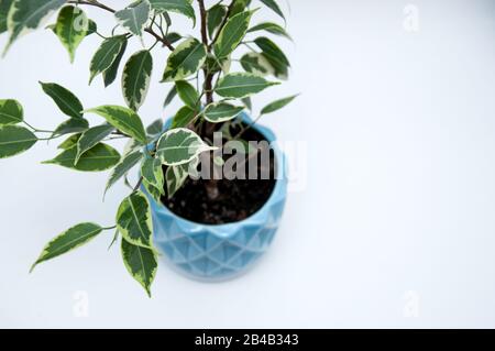 Giovane Ficus benjamina in una pentola blu su sfondo bianco. Albero crescente Foto Stock