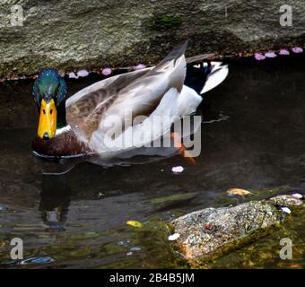 Mallard anatra nuoto, con le perle d'acqua sulla sua testa verde scuro iridescente. Foto Stock