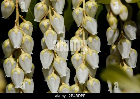 Campanelli di primavera bianchi penzolanti nei racemi dell'arbusto sempreverde Foto Stock