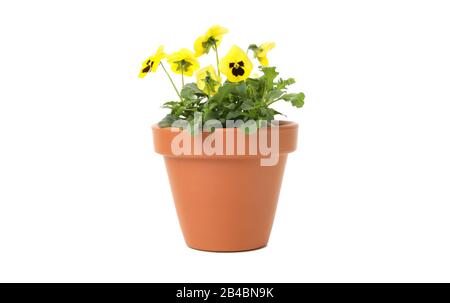 Pansies giallo in vaso di fiori isolato su sfondo bianco Foto Stock