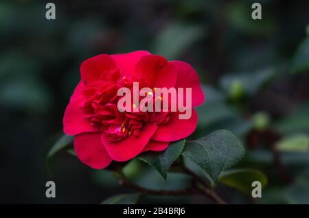 Fiori Camellia. Evergreen. Famiglie di tè (Theaceae). Natura. Foto Stock