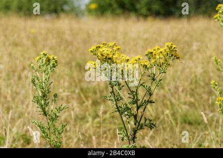 Il ragwort comune è un'erbaccia velenosa molto comune nell'Eurasia settentrionale con fiori gialli daisy-like. Velenoso per cavalli e bovini. Una fonte di nettare. Foto Stock