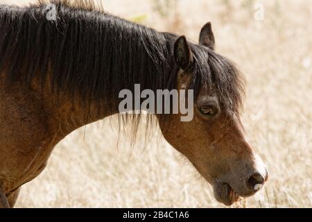 Cavallo marrone che lo prende facile in una calda giornata estiva Foto Stock