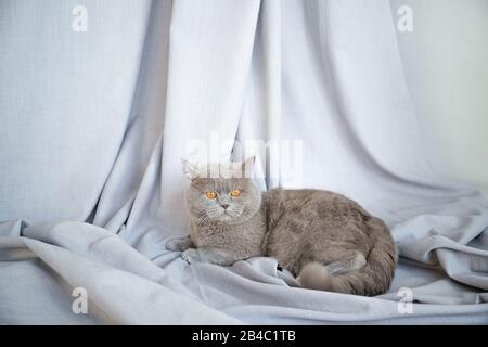 Bellissimo gatto grigio con occhi rossi su sfondo grigio. Cat all'interno. Foto Stock