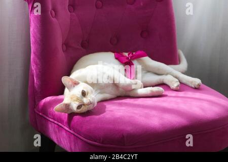 Razza gatto birmano sulla poltrona rosa Foto Stock