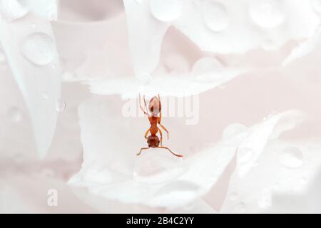 Close up ant bere su una goccia di acqua in giardino Foto Stock