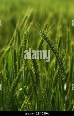 Campo di triticale - un ibrido di segale e grano Foto Stock