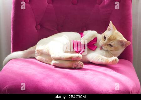 Razza gatto birmano sulla poltrona rosa Foto Stock