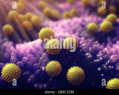 L'allergia al polline è nota anche come febbre da fieno o rinite allergica, grani di polline Foto Stock