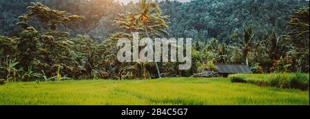 Green Rice Terraces e lussureggiante foresta pluviale giungla all'alba, Bali Indonesia. Foto Stock