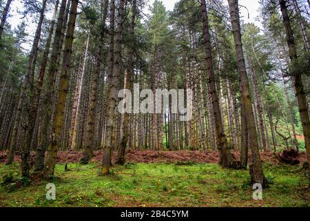 Alberi di foresta a Trongsa paesaggio Pele la Pass, strada rurale per Trongsa passando attraverso il paesaggio agricolo Bhutan Foto Stock