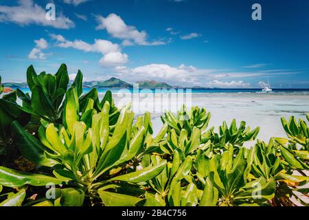 Piante tropicali alla famosa spiaggia Anse Source d'Argent sull'isola la Digue alle Seychelles. Isola Di Praslin In Background. Esotico paradiso viaggio paesaggio concetto shot. Foto Stock