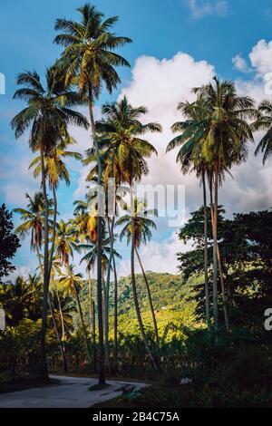 Pittoresca strada tra piantagioni di vaniglia con alberi di noce di cocco, La Digue, Seychelles. Calda luce del tramonto. Foto Stock