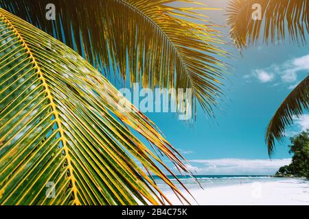Palm tree foglie sul paradiso tropicale spiaggia Anse Cocos, La Digue, Seychelles.