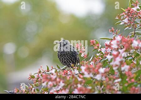 Starling seduto sul ramo in albero o cespuglio fiorito UK Foto Stock