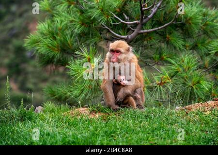 Scimmia marrone Rhesus Macaque Macaca mulatta femmina con il suo bambino nella campagna tra Thimphu e Gangtey in Bhutan Foto Stock