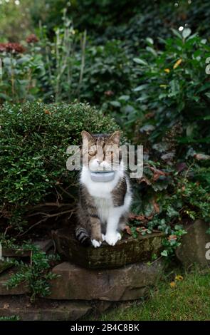 tabby bianco gatto shorthair britannico poggiato su parete di pietra naturale all'aperto nel giardino indossando un tracker gps attaccato al collare che guarda al cortile posteriore Foto Stock