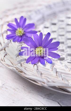 due bellissimi fiori viola a margherita su un piatto bianco di vimini Foto Stock