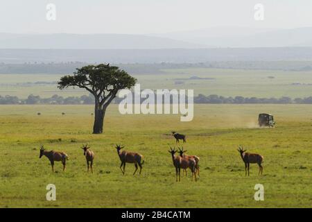 Savana paesaggio con safari veicolo, Masai Mara riserva nazionale, Kenya, Africa Foto Stock