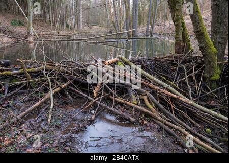 Beaver Dam da castoro europeo, Castor fiber, Spessart, Baviera, Germania, Europa Foto Stock