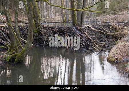 Beaver Dam da castoro europeo, Castor fiber, Spessart, Baviera, Germania, Europa Foto Stock