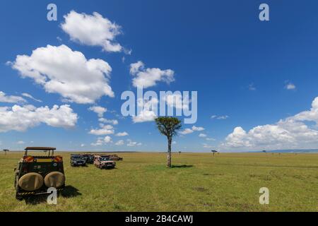 Tipico Masai Mara savannah safari con veicolo, Masai Mara riserva nazionale, Kenya, Africa Foto Stock