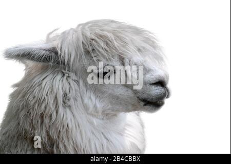 Alpaca (Vicugna pacos / lama pacos) primo piano ritratto, originario del Sud America su sfondo bianco Foto Stock