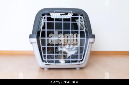 tabby britannico corto gatto che riposa in trasportino chiuso dell'animale domestico all'interno davanti alla parete bianca che guarda fuori Foto Stock