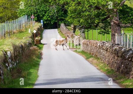 Un cervo su una strada di Applecross, Scozia Foto Stock