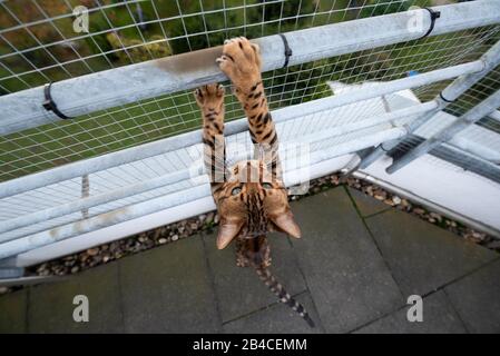 marroni avvistati tabby gatto bengala all'aperto sul balcone con rete di sicurezza che sale su ringhiera Foto Stock