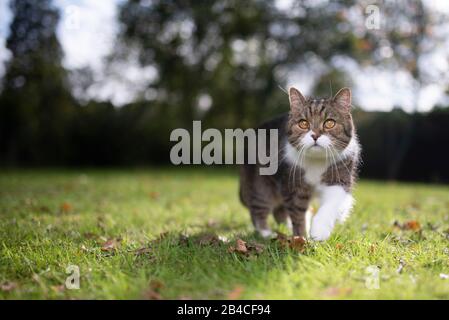 curiosa tabby bianco inglese shorthair gatto camminare su erba all'aperto in natura con la luce del sole guardando avanti osservando il giardino Foto Stock