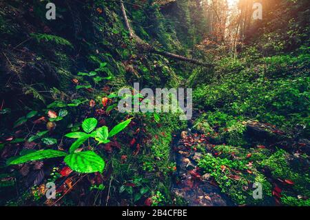 Misteriosa foresta con un piccolo fiume nella valle con verde vegetazione umida, alberi illuminati dalla luce soffusa della mattina d'oro. Foto Stock