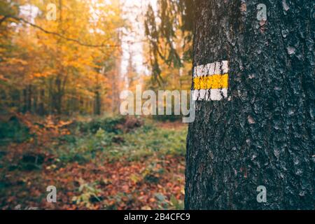 Sentiero modo marcatore nella foresta di conifere, in Sassonia, Germania Foto Stock