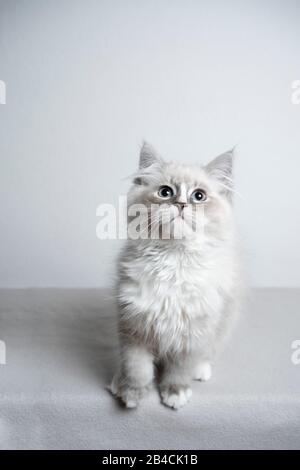 gattino di ragdoll bianco con punta tabby blu che guarda curiosamente davanti a sfondo bianco Foto Stock