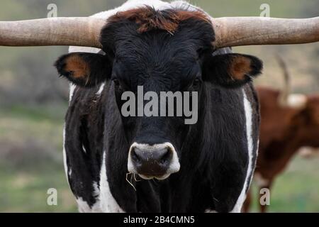 Un closeup di ritratto della testa e faccia di un grande toro nero e bianco di Longhorn con fieno che pende fuori dalla sua bocca e le sue lunghe corna che si estendono fuori Foto Stock