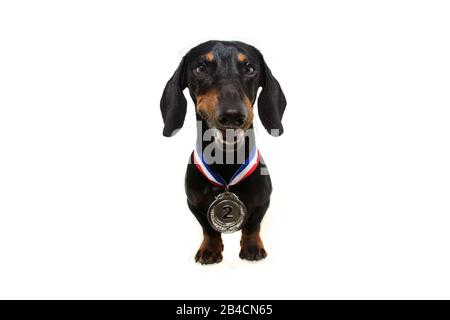 animale domestico vincitore con medaglia d'argento, isolato su sfondo bianco. Foto Stock