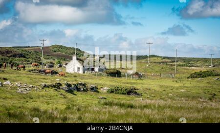 Crofters Cottage, Scottish Highlands. Una fattoria tradizionale con tetto di erba erbosa in Scozia rurale con cavalli al pascolo sul paesaggio selvaggio di erica. Foto Stock
