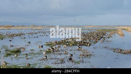 Grande, fitto gregge di Wigeon (Anas penelope), altri wilfowl e Northern lapwings (Vanellus vanellus) riposante su palude, RSPB Graylake, Somerset, UK. Foto Stock