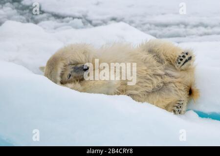 Orso polare (Ursus maritimus) laminazione sul ghiaccio vicino alle Isole Svalbard, Norvegia. Foto Stock