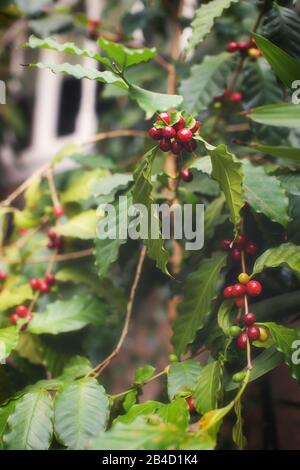 branca di una pianta di caffè piena di ciliegie mature caffè rosso pronto per la raccolta Foto Stock