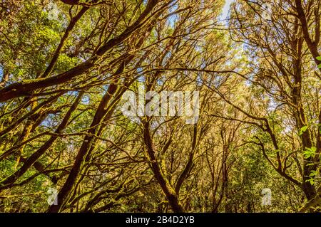 Cime degli alberi di Laurel ricoperte di muschio e lichen nel Parco Nazionale di Garajonay a la Gomera. 15 Aprile 2019. La Gomera, Santa Cruz de Tenerife S. Foto Stock