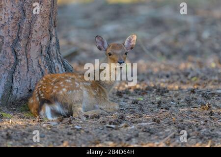 Cervi Sika, Cervus nippon, giovane giacente Foto Stock