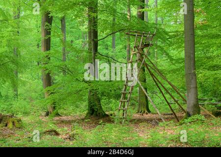 Faggeta con la caccia alla cieca in primavera, Spessart, Baviera, Germania Foto Stock