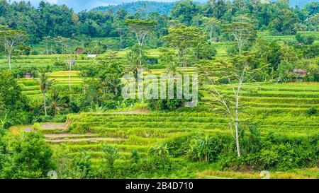 Razze di riso e alcune capanne tra. Sidemen, Bali, Indonesia Foto Stock