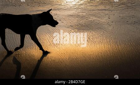 Dog Silhouette In Golden Sunset Light, Sulla Bellissima Crystal Bay Di Nusa Penida, Bali Foto Stock