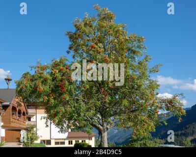 Austria, Saalbach-Hinterglemm, rowan, rowan o rowan, Sorbus aucuparia. Foto Stock